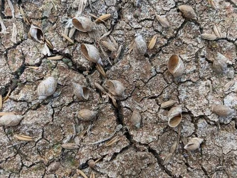 Dead snail shells on dry cracked earth ground texture background Stock Photos