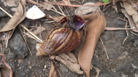 Dead snail surrounded by ants on the ground Stock Footage 311131792