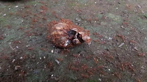 A dead snail surrounded by a horde of ants Stock Footage 284441439