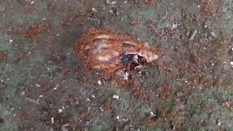 A dead snail surrounded by a horde of ants Stock Footage 284441485