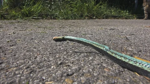 Dead snake agonising on a hot summer's day on concrete while a cat passes Stock Footage 100103307