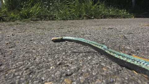 Dead snake agonising on a hot summer's day on concrete. Stock Footage 100214668
