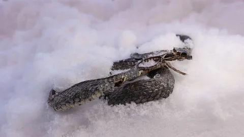 Dead snake appears after melting some snow. water snake has failed to hibernate Stock Footage 147497388
