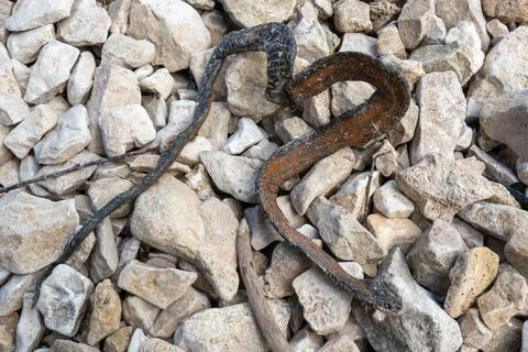 Dead snake on the beach. Stock Photos
