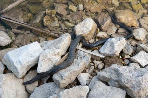 Dead snake on the beach. Foto stock