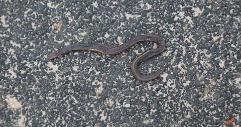 Dead Snake body on ground Vídeo Stock 335536721