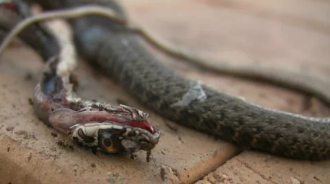Dead snake 库存影片 878968