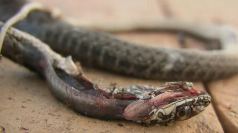 Dead snake Video stock 879004