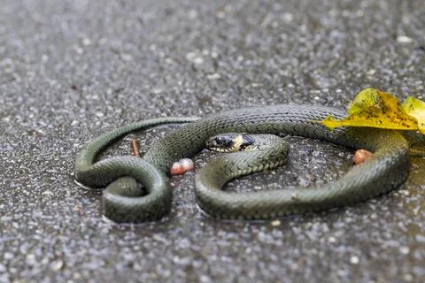 A dead snake lies on a forest path. Stock Photos