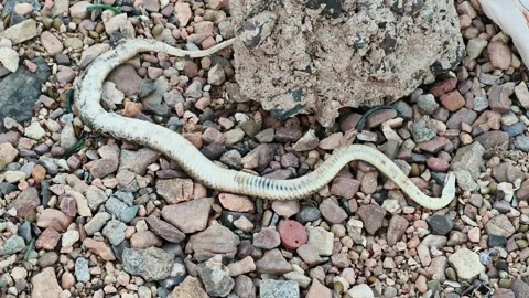 Dead Snake Lying on Rocky Ground in Rural Area Stock Footage 327970083