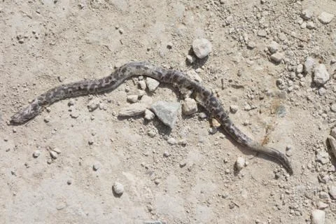 Dead snake Stock Photos