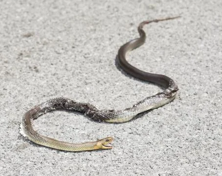 Dead snake Stock Photos