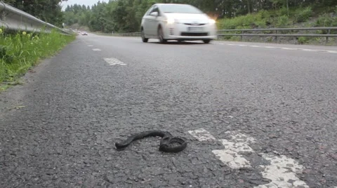 Dead snake on the road 库存影片 53314772