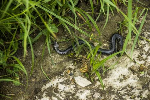 Dead snake on the road Stock Photos