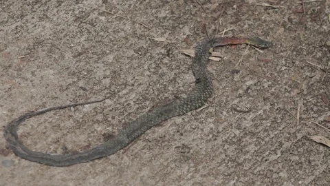 Dead snake skin on the road with flies Video stock 129826331