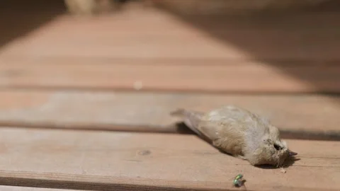 A Dead Sparrow and Green Flies Stock-Footage 345879808