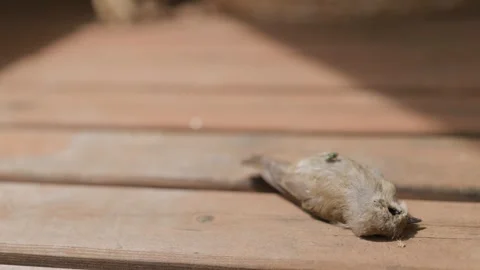 A Dead Sparrow and Meat Flies Stock Footage 345710798