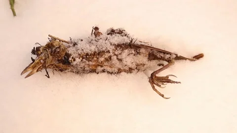 Dead sparrow appears from the snow. bird has failed to ​survive in winter Video stock 167789006