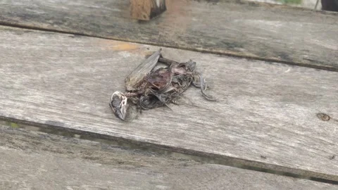 A Dead Sparrow Stockbeeldmateriaal 330107304