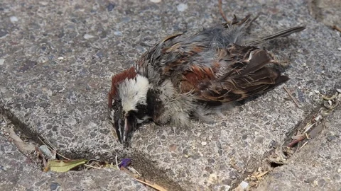 Dead sparrow on the side of the road Stock Footage 197705023
