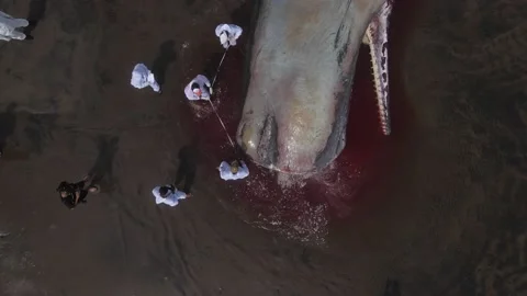 Dead sperm whale at the beach Video stock 239623974