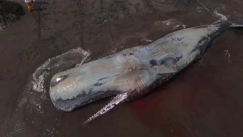 Dead sperm whale at the beach Video stock 239624117