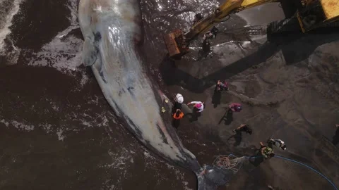 Dead sperm whale at the beach Video stock 239624139