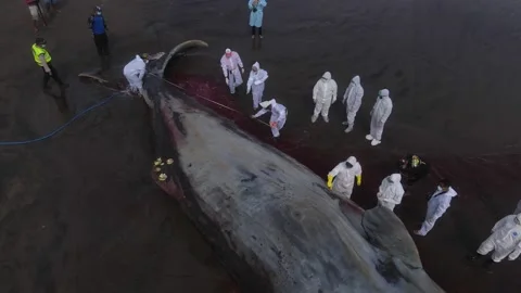 Dead sperm whale at the beach Video stock 239624333