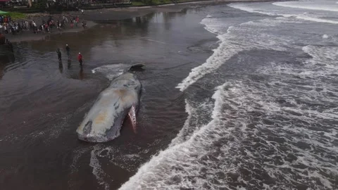 Dead sperm whale at the beach Video stock 239624414