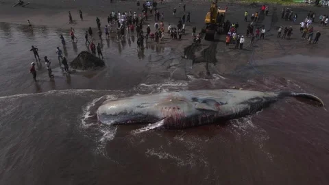 Dead sperm whale at the beach Video stock 239624531