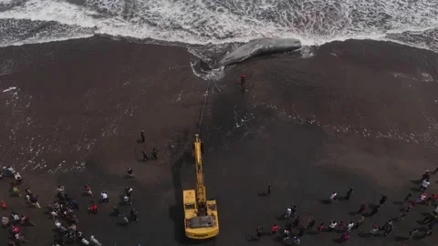 Dead sperm whale at the beach Video stock 239624548