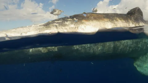 Dead sperm whale floats in open ocean, birds feeding on corpse Stock-Footage 264611387