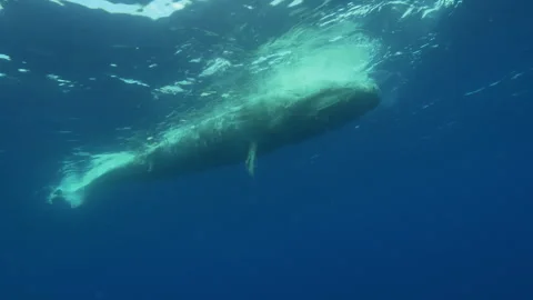 Dead sperm whale floats in open ocean Stock Footage 264677978