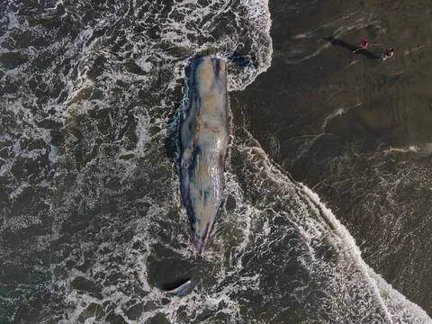 Dead sperm whale in state of putrefaction on the beach Foto stock