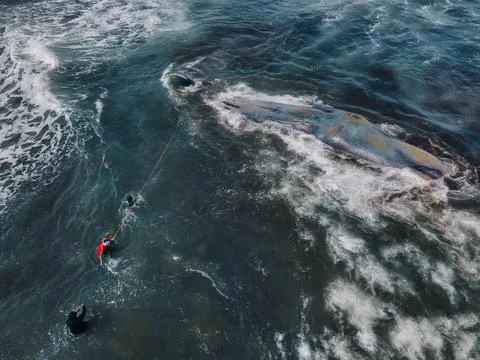 Dead sperm whale in state of putrefaction on the beach Foto stock