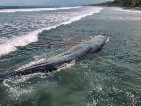 Dead sperm whale in state of putrefaction on the beach Foto stock