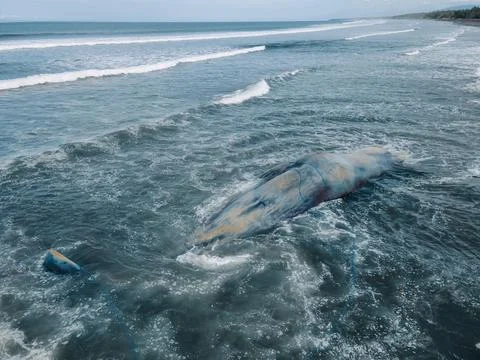 Dead sperm whale in state of putrefaction on the beach Foto stock