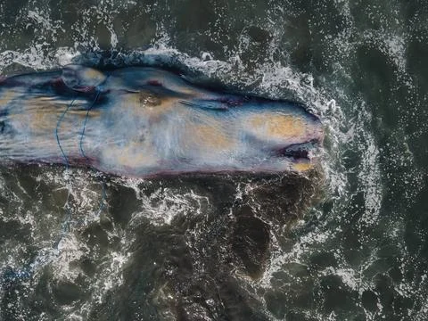 Dead sperm whale in state of putrefaction on the beach Foto stock