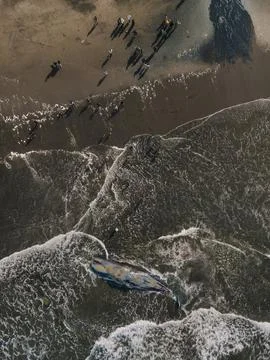 Dead sperm whale in state of putrefaction on the beach Foto stock