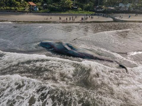 Dead sperm whale in state of putrefaction on the beach Foto stock