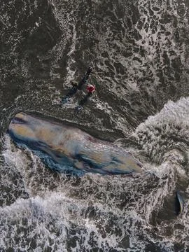 Dead sperm whale in state of putrefaction on the beach Foto stock