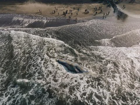 Dead sperm whale in state of putrefaction on the beach Foto stock