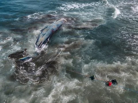 Dead sperm whale in state of putrefaction on the beach Foto stock