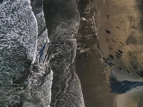 Dead sperm whale in state of putrefaction on the beach Foto stock