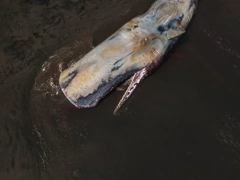 Dead sperm whale in state of putrefaction on the beach Foto stock
