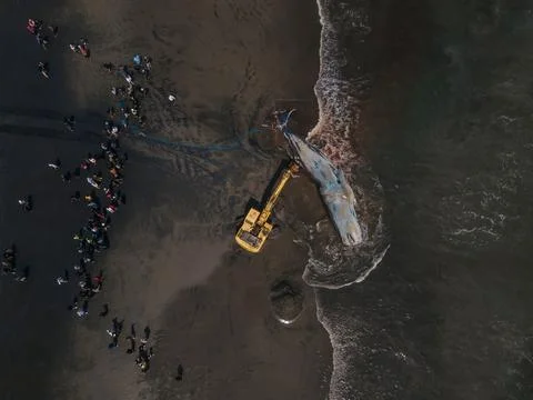 Dead sperm whale in state of putrefaction on the beach Foto stock