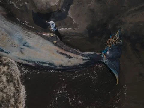 Dead sperm whale in state of putrefaction on the beach Foto stock