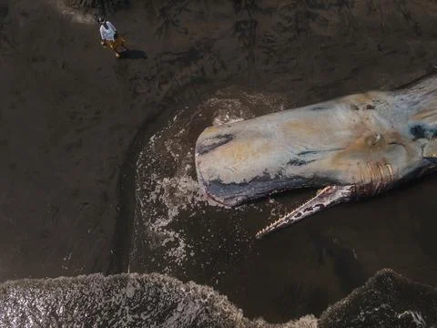 Dead sperm whale in state of putrefaction on the beach Foto stock
