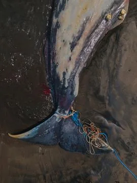 Dead sperm whale in state of putrefaction on the beach Foto stock