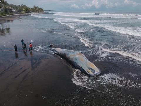 Dead sperm whale in state of putrefaction on the beach Foto stock